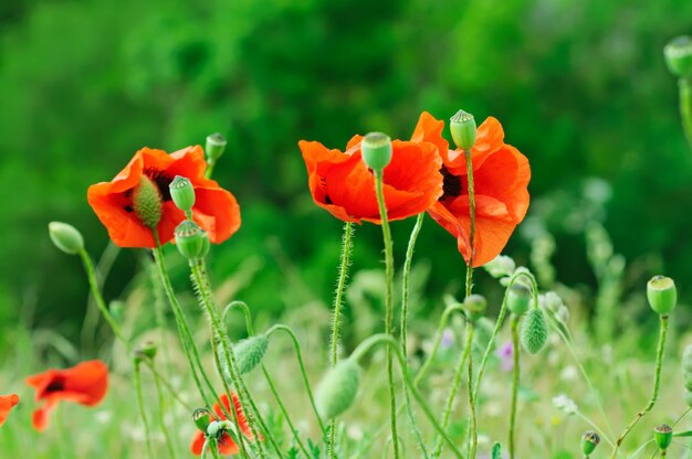 Amapola roja en un campo de hierba verde