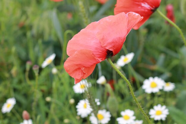 Foto una amapola roja está en un campo de margaritas blancas