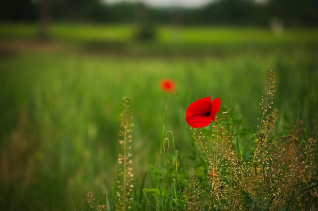 Amapola roja en campo de trigo de primavera