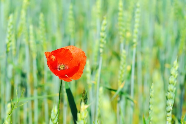 Amapola roja en un campo de trigo verde