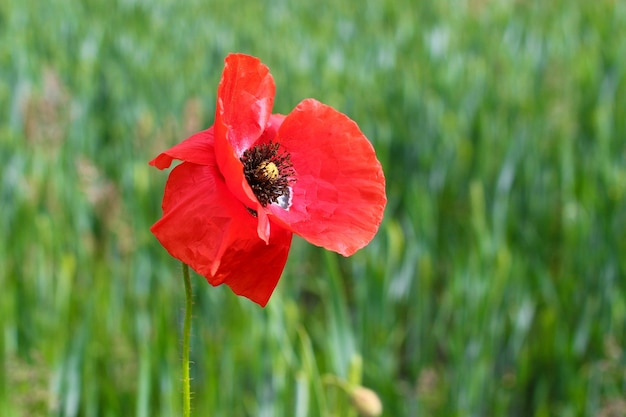 Una amapola roja en un campo verde