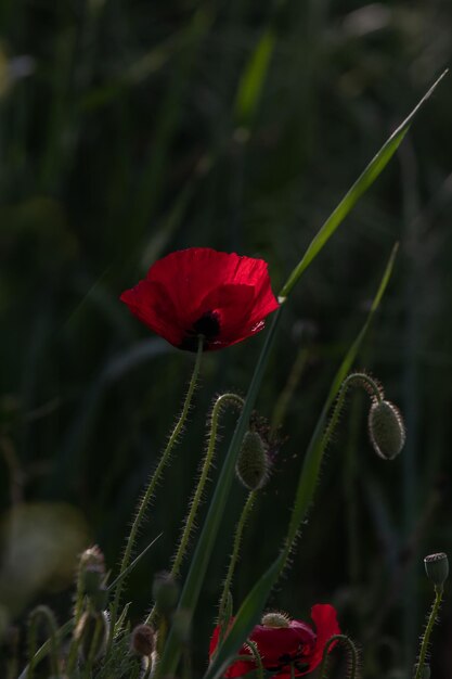 Foto amapola roja con capullo verde.