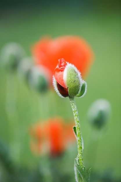 Amapola roja floreciente en el jardín de primavera