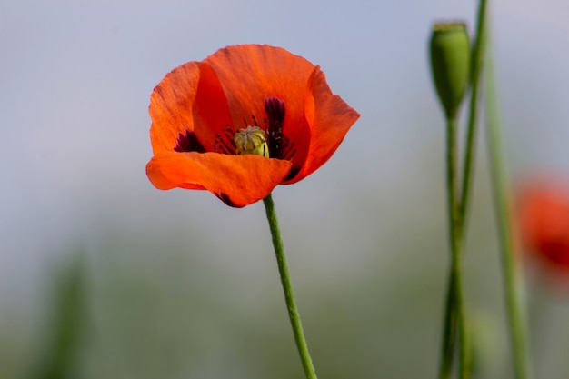 Amapola roja con fondo borroso.