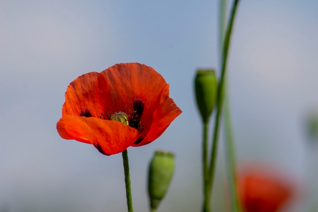 Amapola roja con fondo borroso.