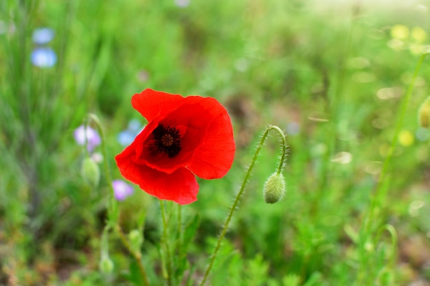 Amapola roja fresca agradable en el campo, en el fondo de la hierba verde.