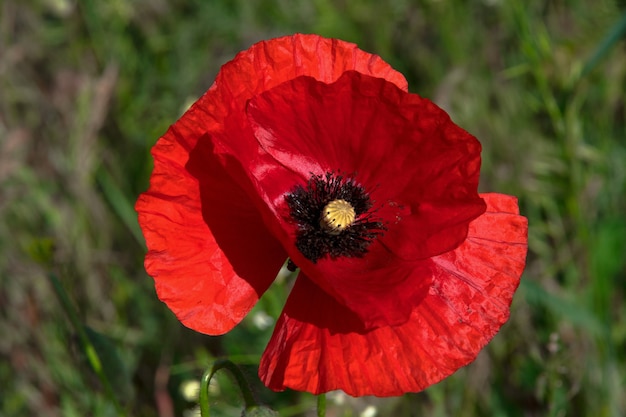 Amapola roja grande en un campo en un día soleado