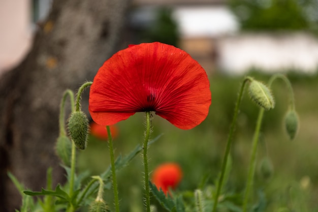 Amapola roja en el jardín