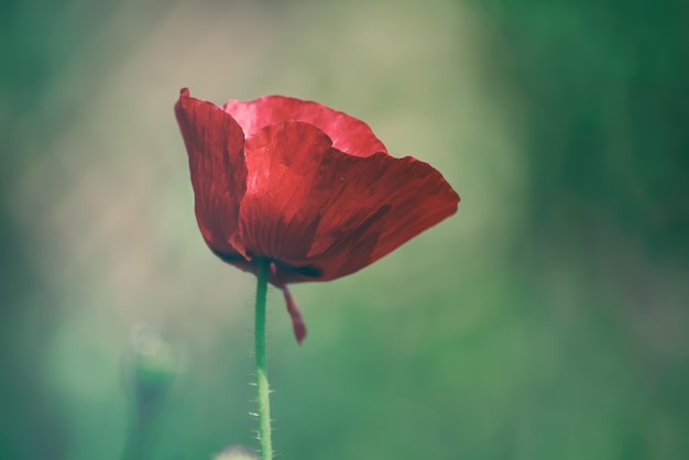 Amapola roja de primavera