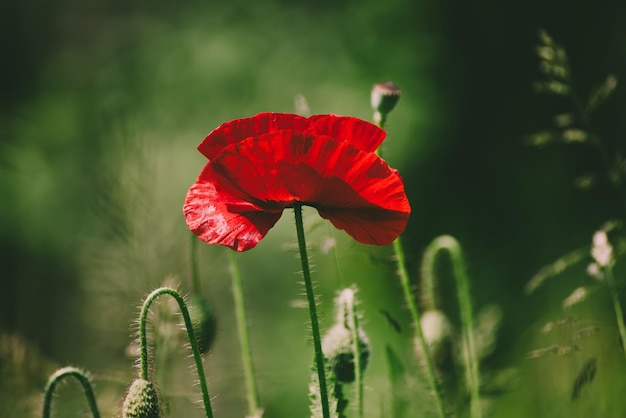 Amapola roja de primavera