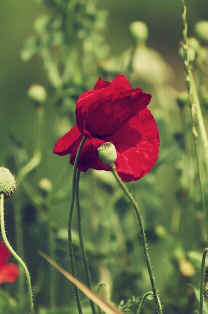 Amapola roja de primavera