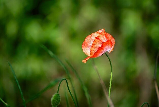 Amapola roja de primavera