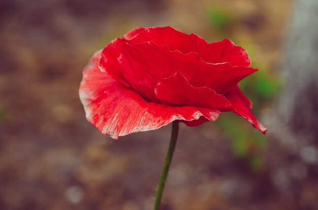 Amapola roja de primavera