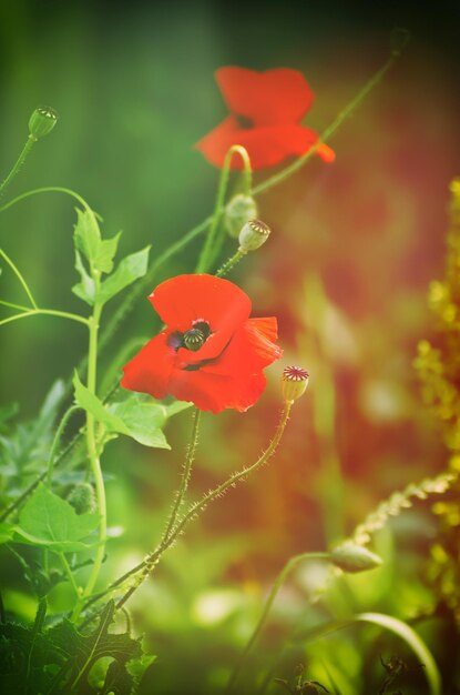 Amapola roja de primavera