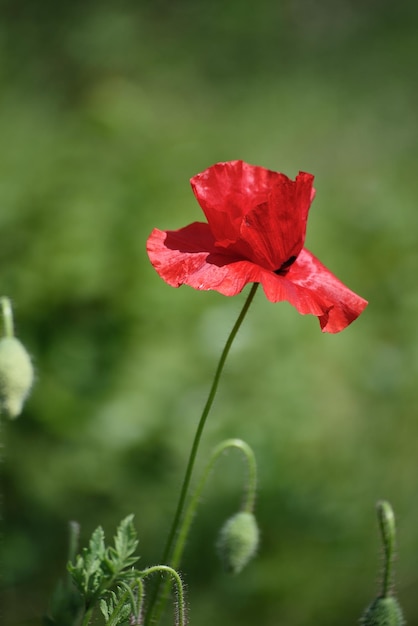 Amapola roja de primavera