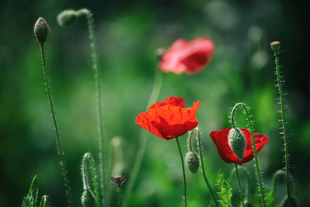 Amapola roja de primavera