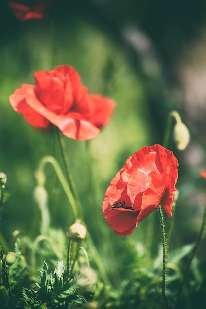 Amapola roja de primavera