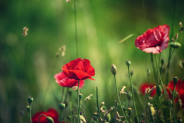 Amapola roja de primavera