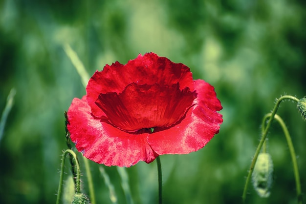 Amapola roja de primavera