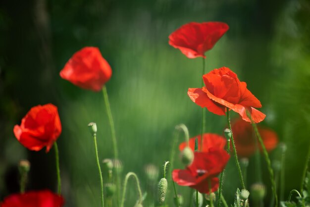 Amapola roja de primavera