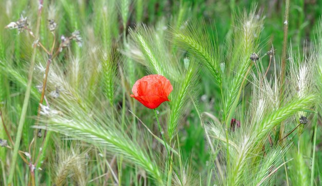 Foto una amapola roja rodeada de orejas verdes salvajes