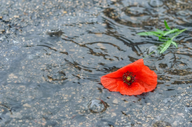 Amapola roja en la tierra húmeda, gotas de lluvia goteando sobre la flor de amapola. Clima de primavera, tiempo de lluvia.