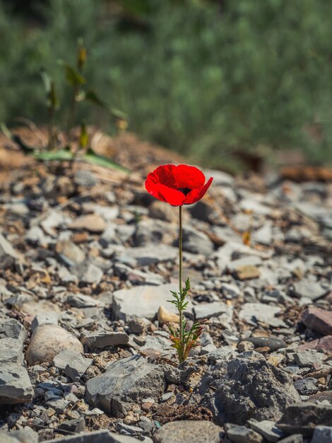 Amapola roja única. Primer plano de una amapola que crece salvaje en las rocas. Vista vertical.