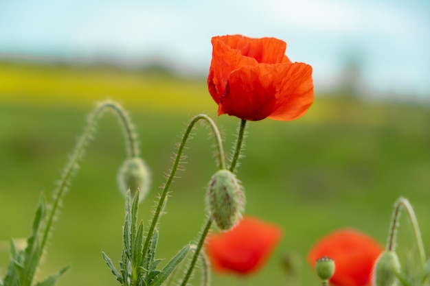 Amapola roja en verano. Primer plano de flores de amapola. símbolo de signo