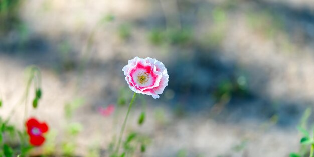 Amapola Shirley rosa blanca en foco