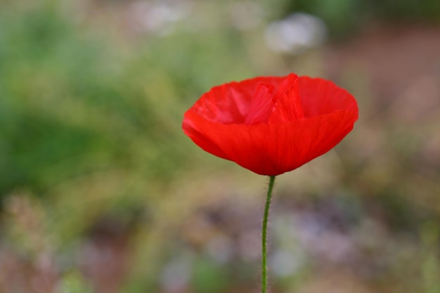 Foto amapola silvestre roja en verano