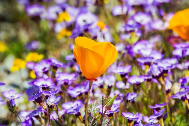 Amapolas de California que florecen en un prado Goldfields y Gilia en el fondo Henry W Coe State Park California