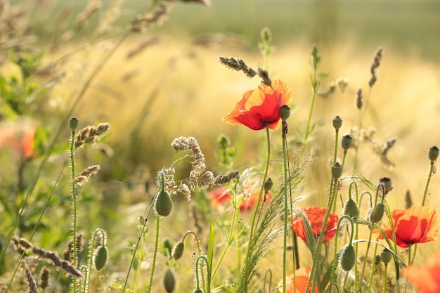 Amapolas en el campo al amanecer.