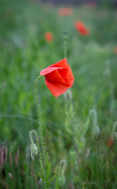 Amapolas de campo después de la lluvia