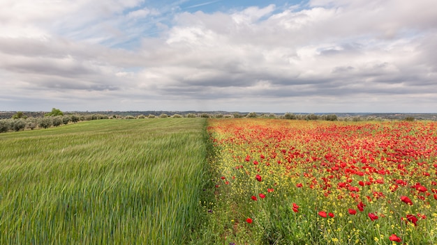 Amapolas en el campo en verano con cielo nublado