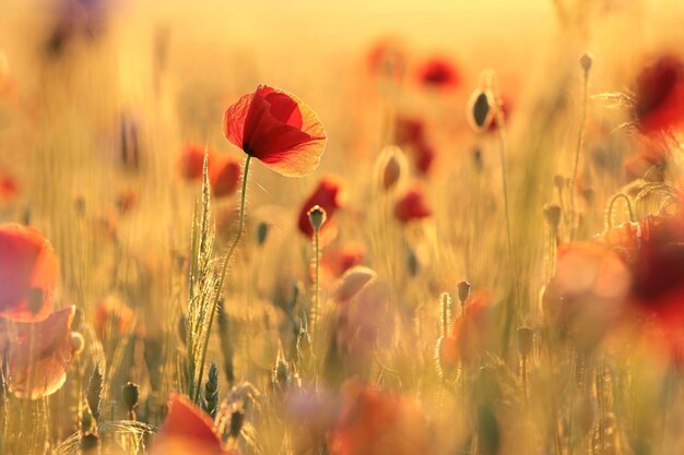 Amapolas en un campo de violación en una mañana de primavera