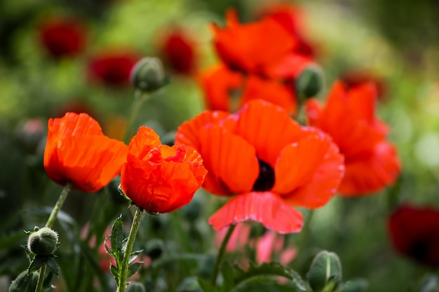 Amapolas en el campo