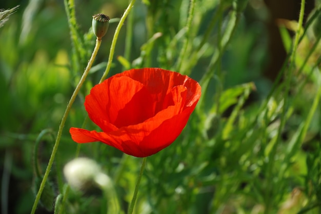 Amapolas comunes