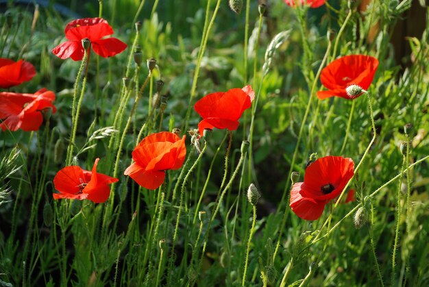 Amapolas comunes