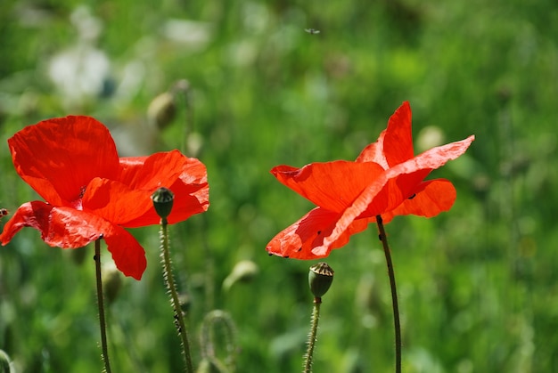 Amapolas comunes