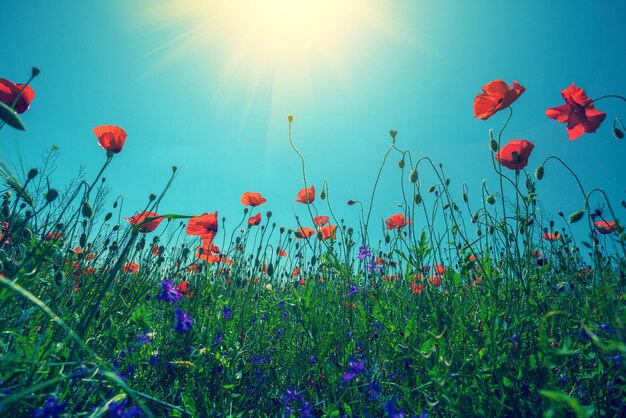 Amapolas contra el cielo