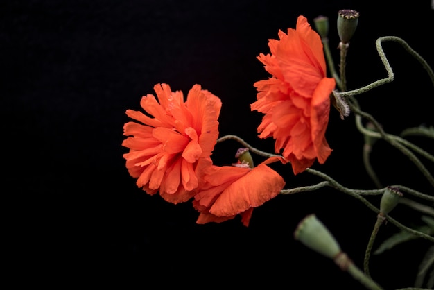 Foto amapolas escarlata sobre un fondo negro