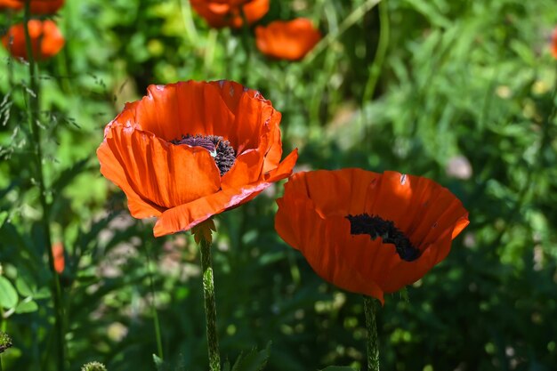 amapolas escarlatas