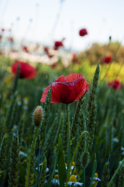 amapolas en flor. hermoso fondo de primavera