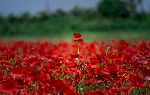 Foto las amapolas en flor