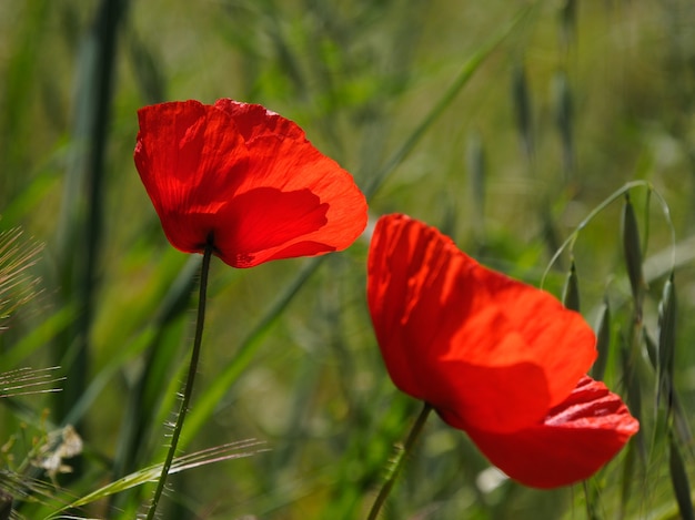 Amapolas florecen en Ronda España