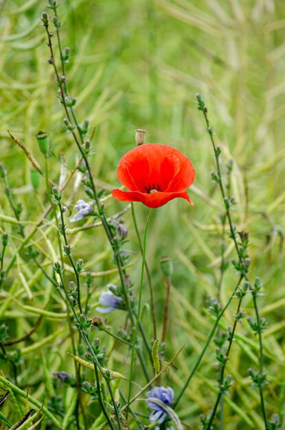 amapolas florecientes en el campo de un agricultor