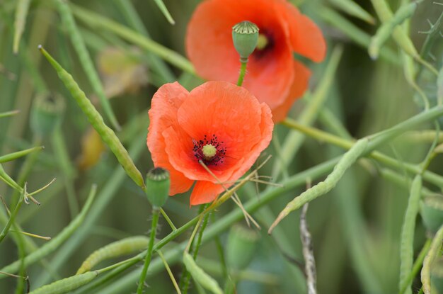 amapolas florecientes en el campo de un agricultor