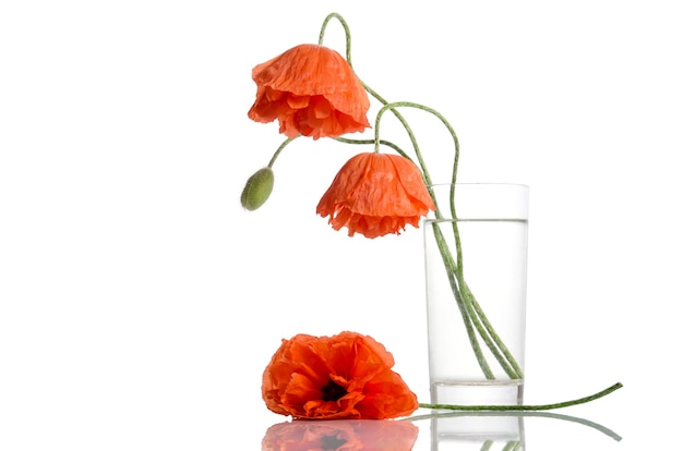 Amapolas en florero de vidrio sobre superficie blanca