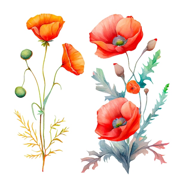 Amapolas flores aisladas sobre fondo blanco Ilustración acuarela