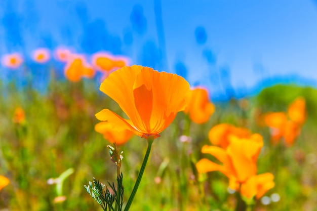 Amapolas flores de amapola en naranja en los campos de primavera de California